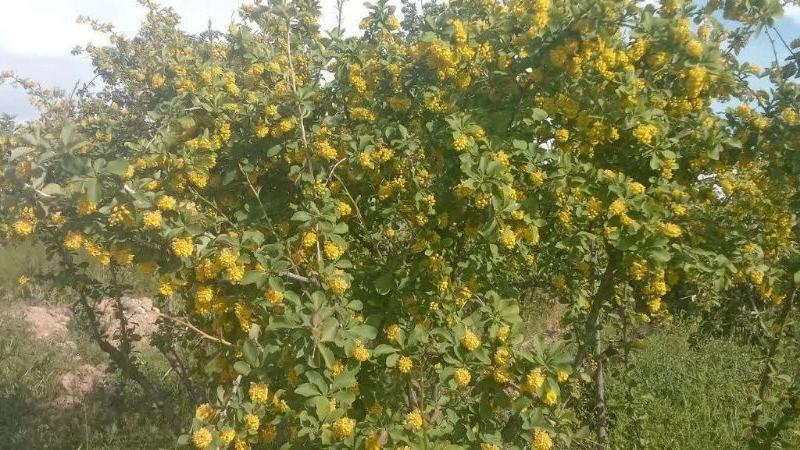 فروش تخصصی نهال زرشک سیاه بی دانه در آذربایجان شرقی