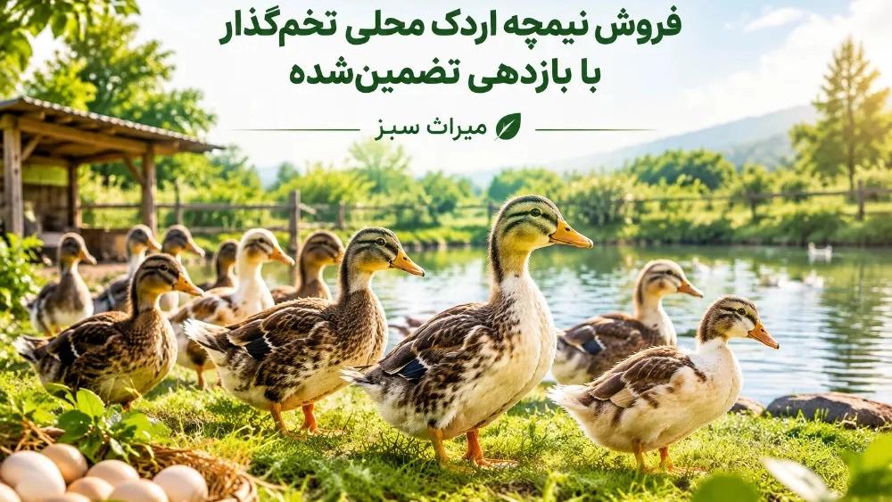 فروش نیمچه اردک محلی تخم‌گذار با بازدهی تضمین‌شده