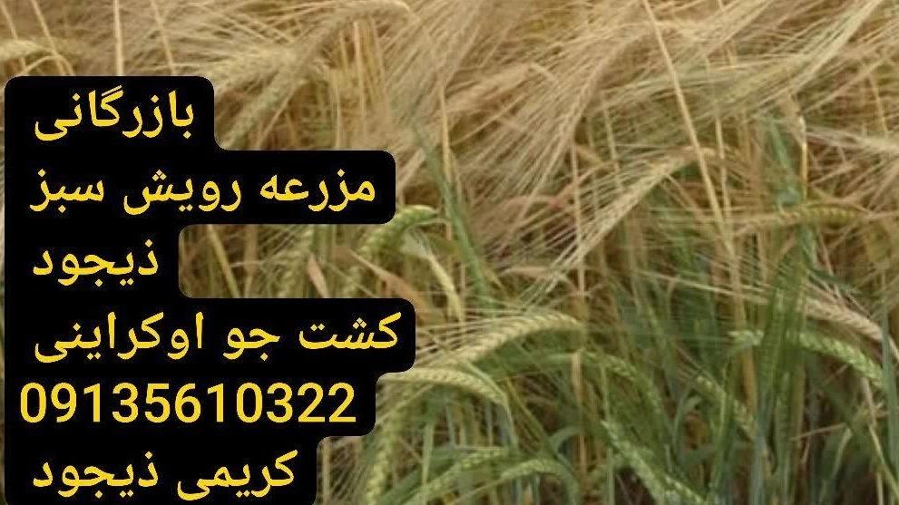 بهترین زمان خرید بذر ذیجود و کودهای زیستی کروا در کردستان