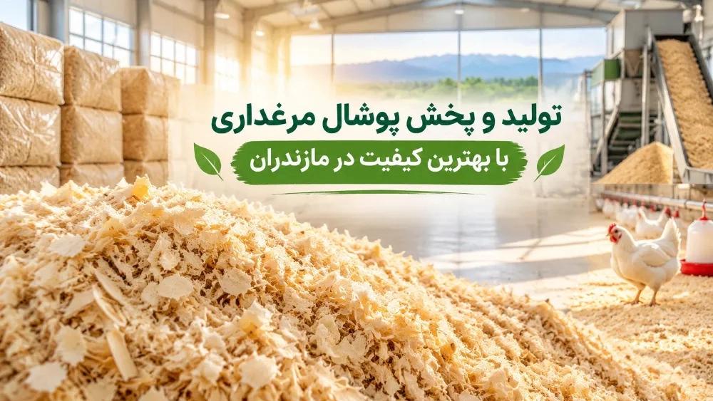 تولید و پخش پوشال مرغداری با بهترین کیفیت در مازندران