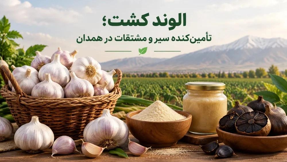 الوند کشت تأمین‌کننده سیر و مشتقات در همدان