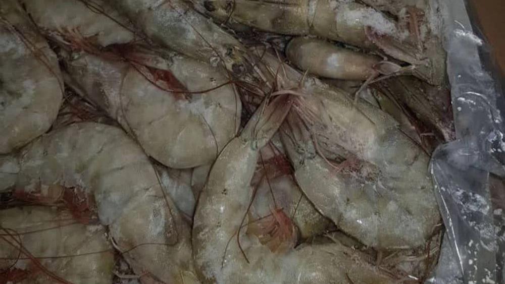 صادرات میگو با استانداردهای روز دنیا