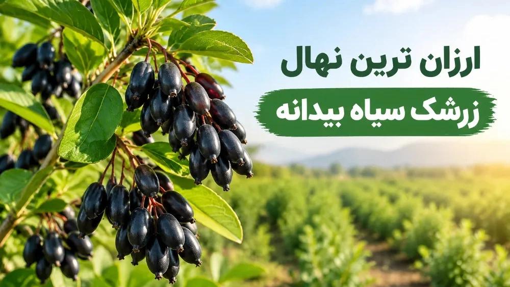ارزان ترین نهال زرشک سیاه بیدانه
