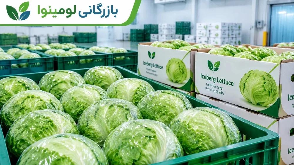 فروش عمده کاهو آیسبرگ تازه تحویل با سورت و بسته بندی استاندارد