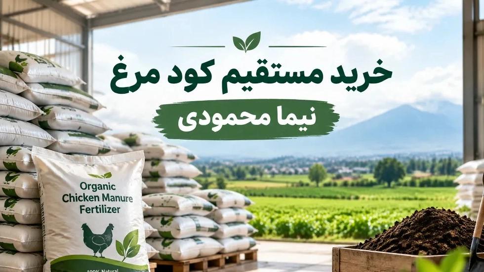 خرید مستقیم کود مرغ از مرغدار در مازندران با بهترین قیمت