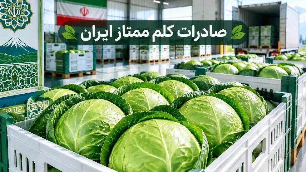صادرات کلم از ایران و تامین کلم تازه صادراتی با کیفیت ممتاز
