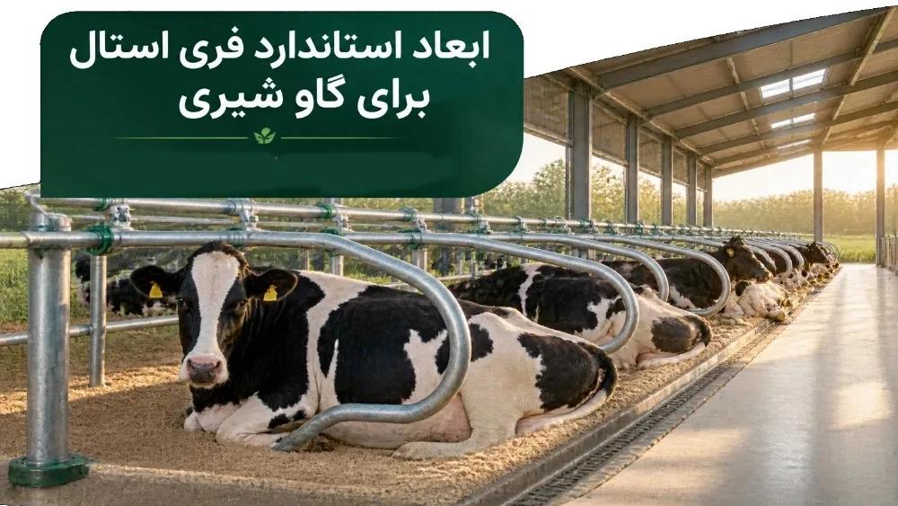 ابعاد استاندارد فری استال برای گاو شیری چقدر است؟