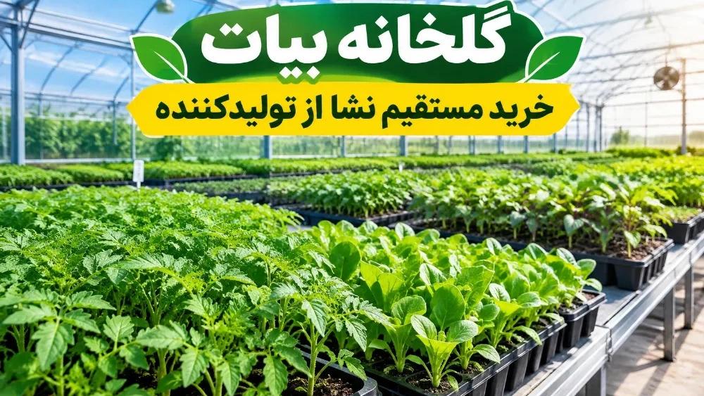 مزایای خرید مستقیم نشا از تولیدکننده