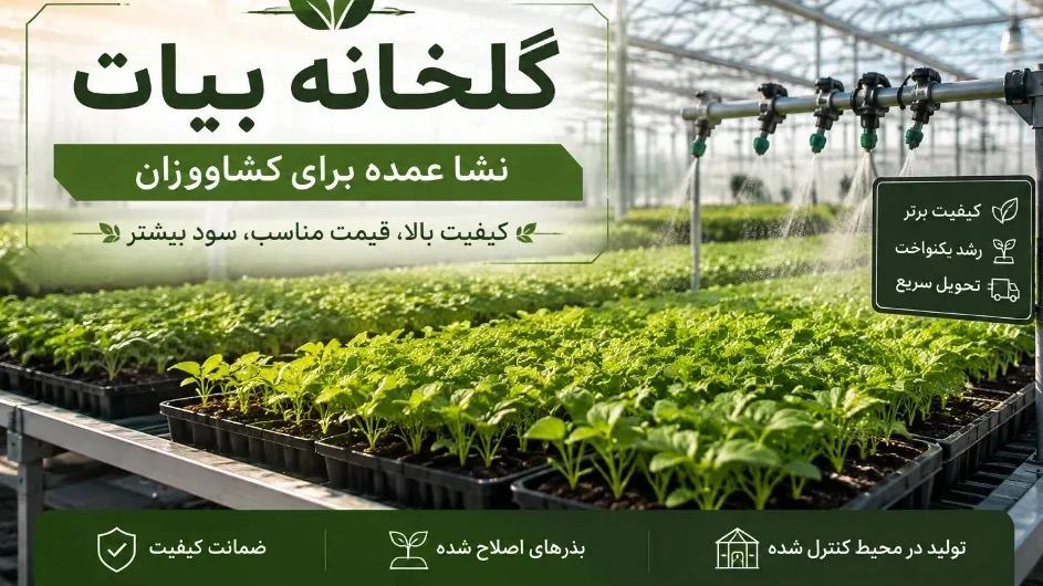 راهنمای سفارش عمده نشا برای کشاورزان