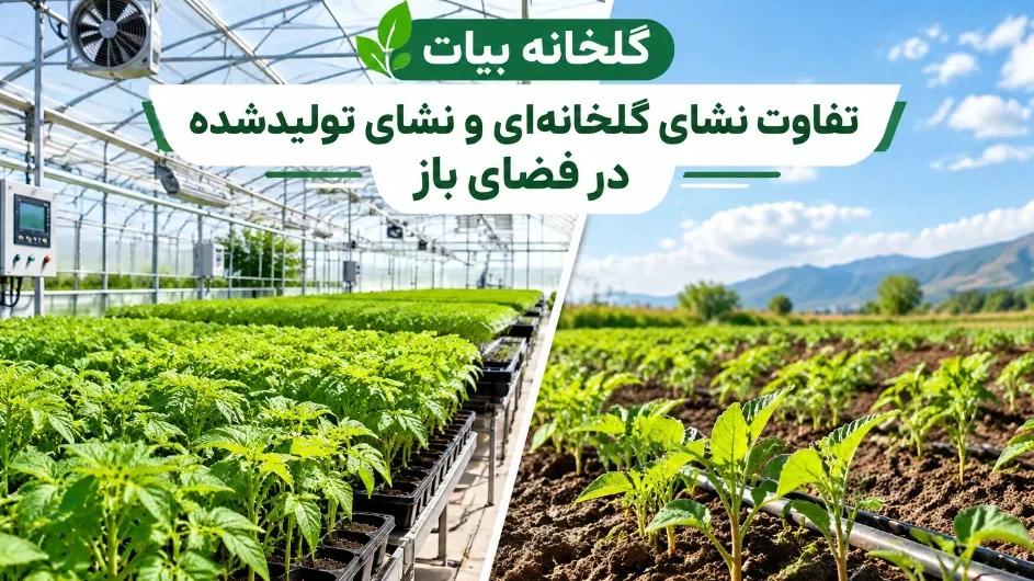 تفاوت نشای گلخانه‌ای و نشای تولیدشده در فضای باز