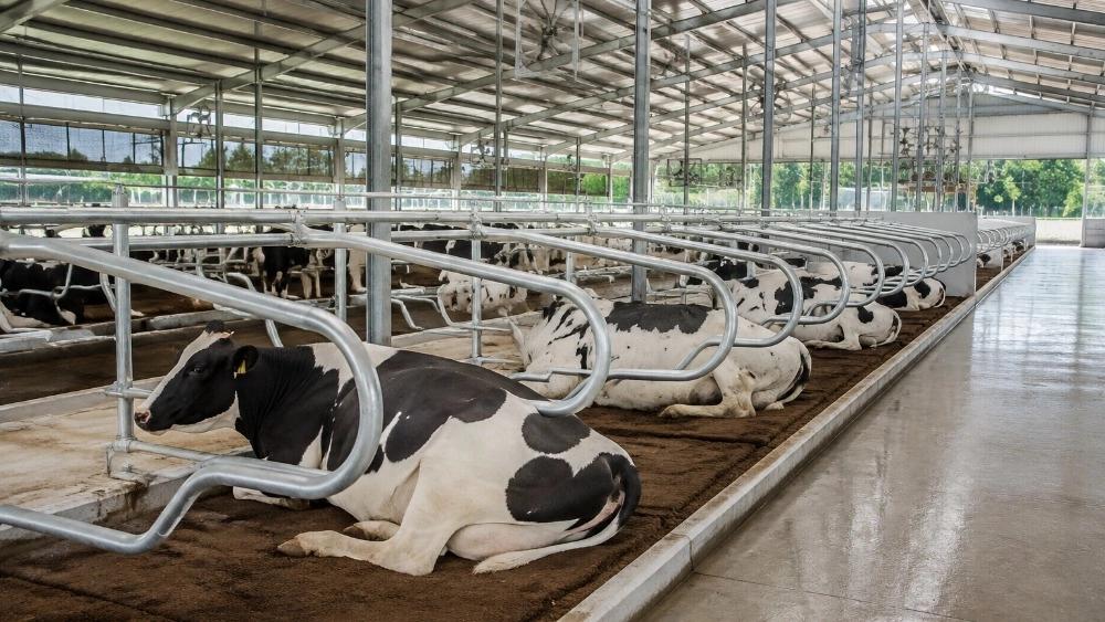 راهنمای خرید فری استال گاوداری قیمت، انواع و نکات مهم خرید