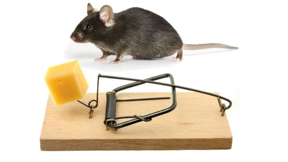 خرید تله موش کاربردی ترین مدلها