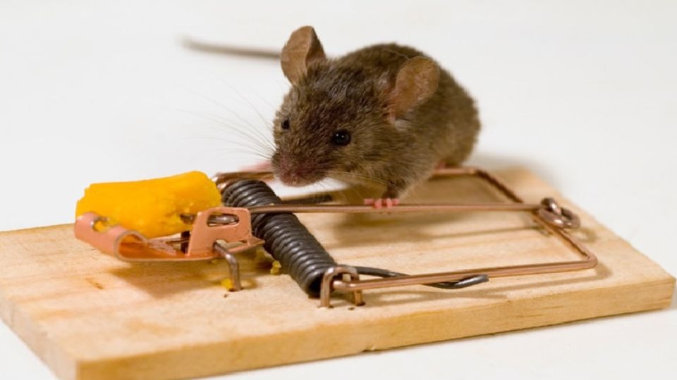 از کجا میتوان فهمید در خانه شما موش وجود دارد؟