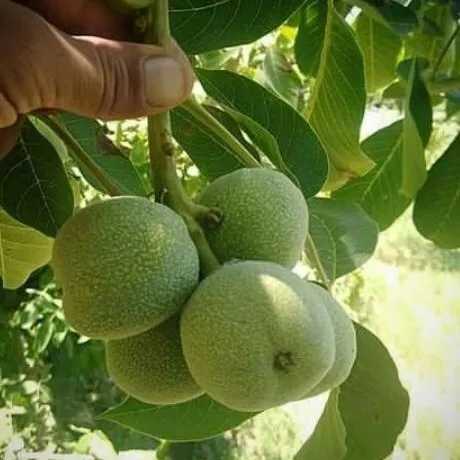 گردو ژنوتیپ