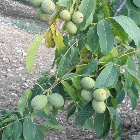 گردو ژنوتیپ