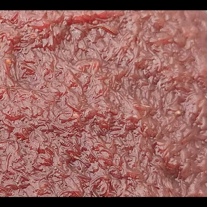 آرتمیا (بیومس زنده آرتمیا،بیومس منجمد آرتمیا )
