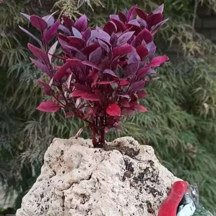 تولید و مشاوره و فروش انواع بونسای زندی در مازندران تولید و مشاوره و فروش انواع بونسای زندی در مازندران