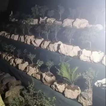 تولید و مشاوره و فروش انواع بونسای زندی در مازندران تولید و مشاوره و فروش انواع بونسای زندی در مازندران