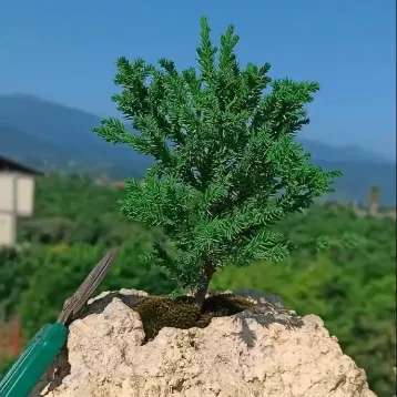 تولید و مشاوره و فروش انواع بونسای زندی در مازندران تولید و مشاوره و فروش انواع بونسای زندی در مازندران