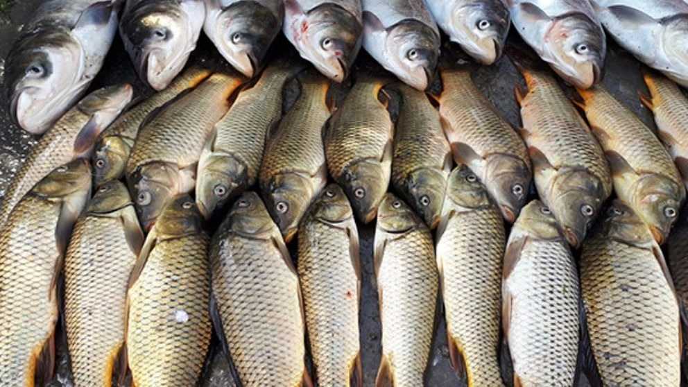 تولید غذای ماهیان گرمابی کپور و فیتوفاک و بیگهد دانسو در تهران