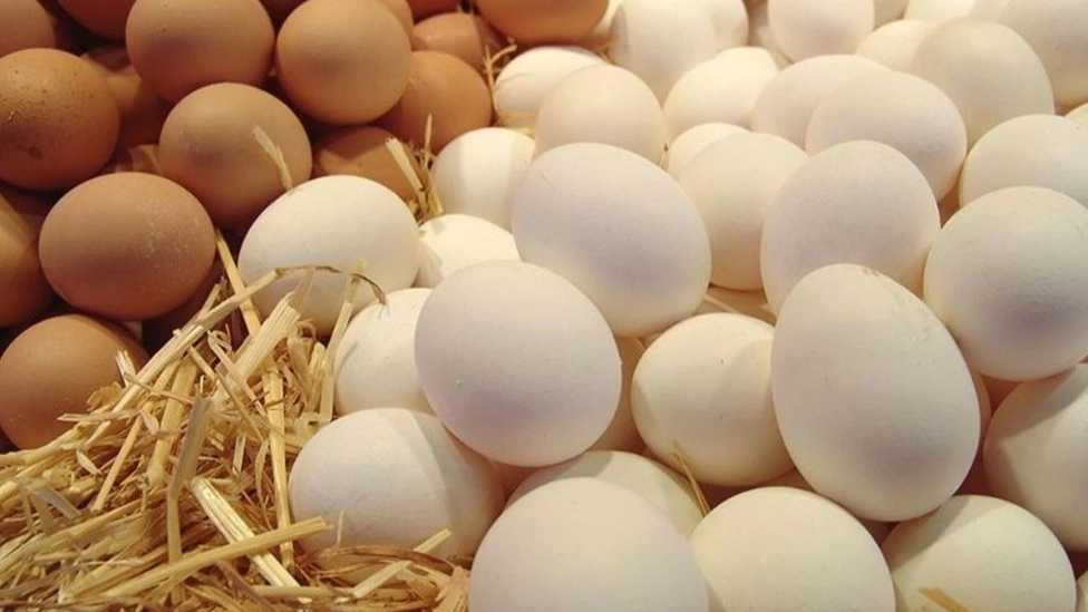 تولید و فروش تخم مرغ شریف زاده در مازندران