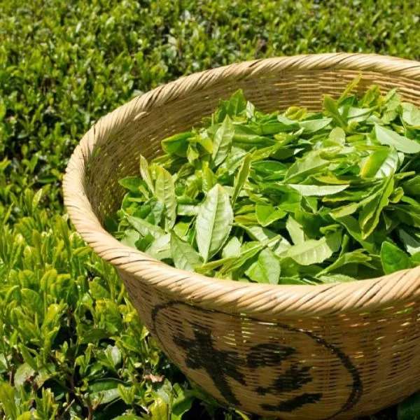 چای چای