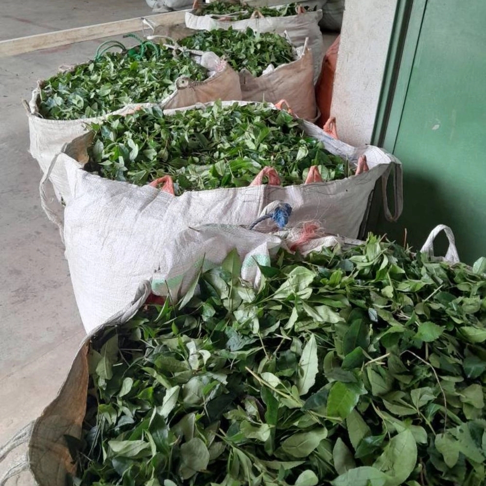 چای سازی و تراف کارخانه چای سازی و تراف کارخانه