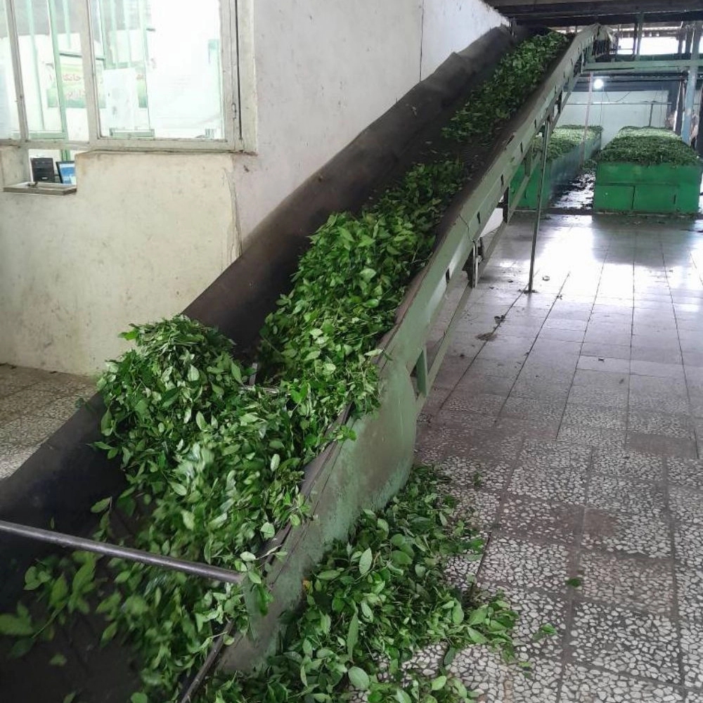 چای سازی و تراف کارخانه چای سازی و تراف کارخانه