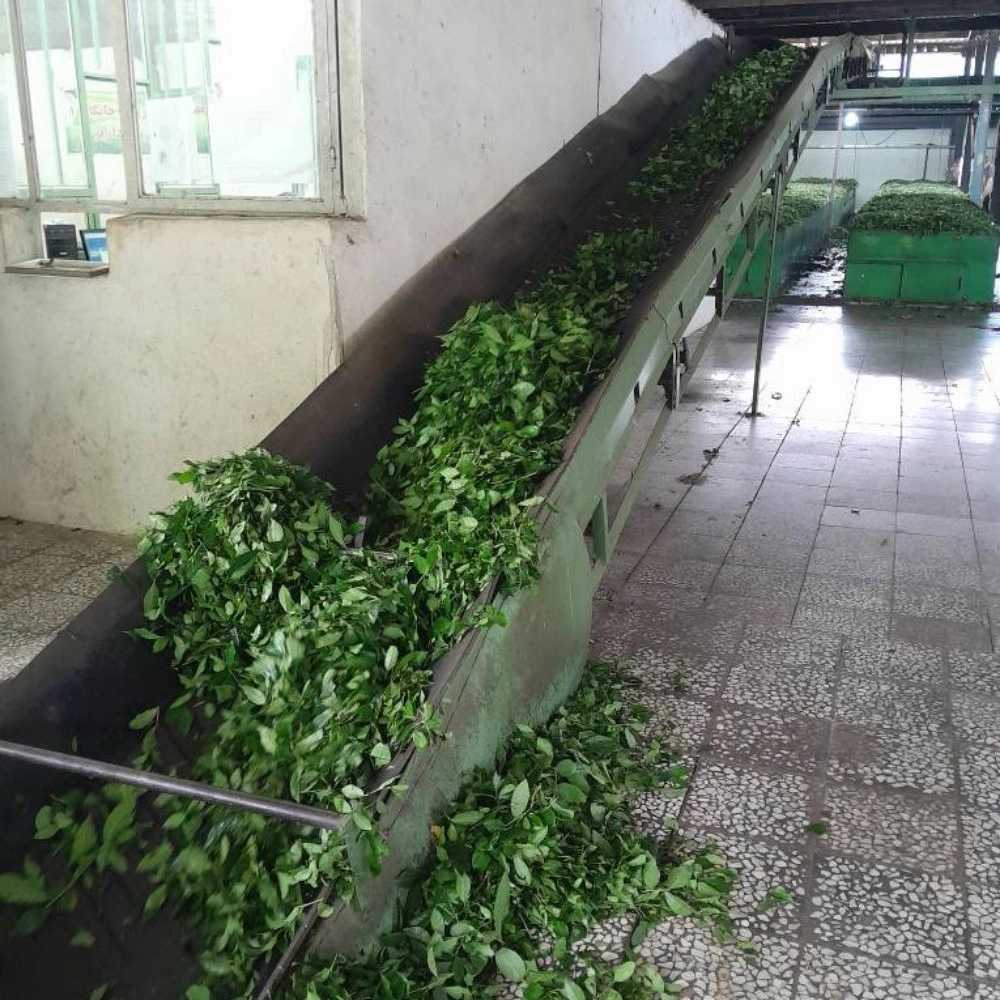 چای سازی و تراف کارخانه
