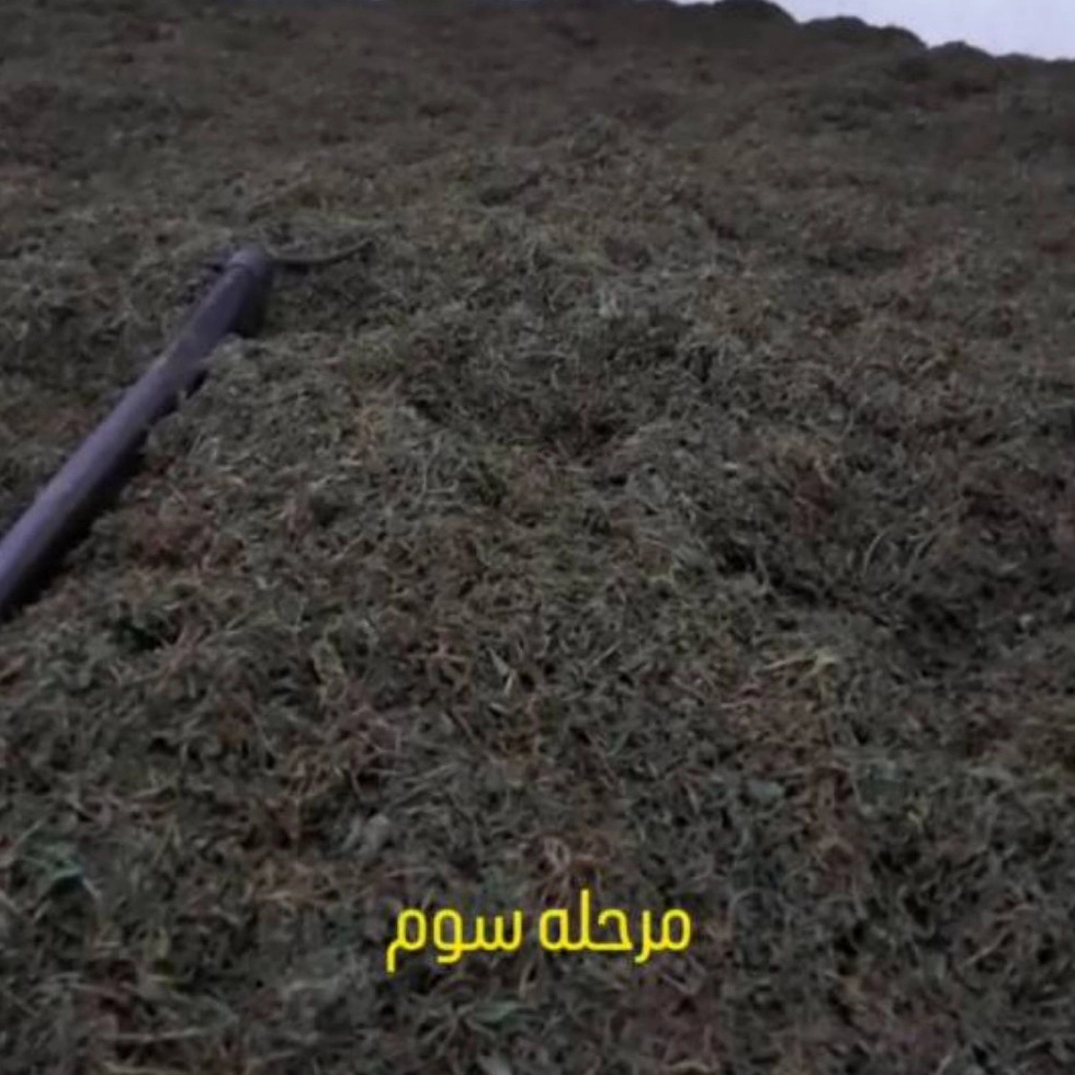 تخمیر چای