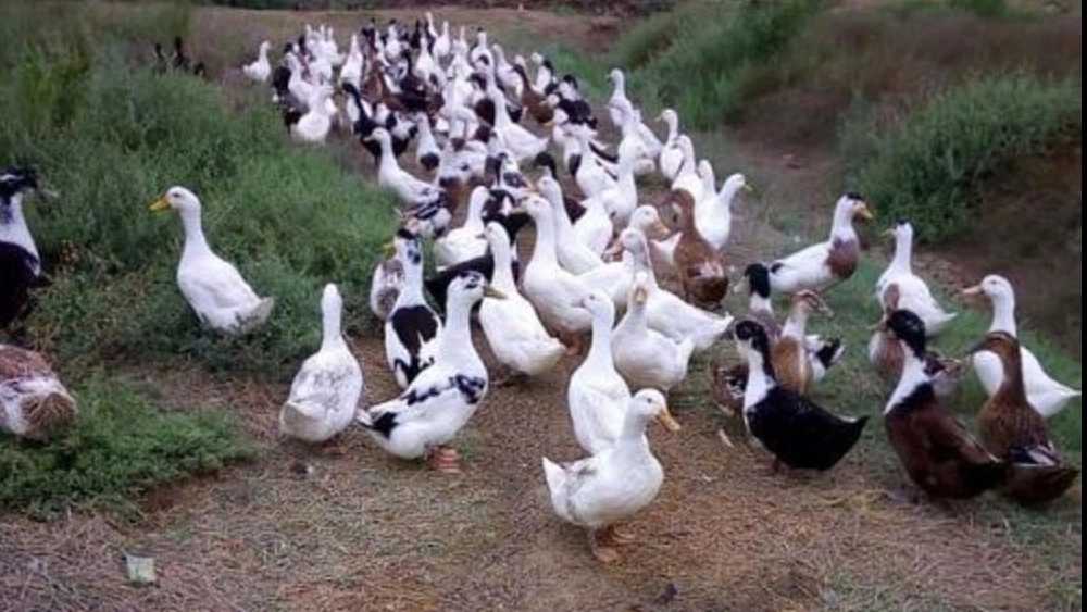 خرید اردک شالیزاری مقاوم
