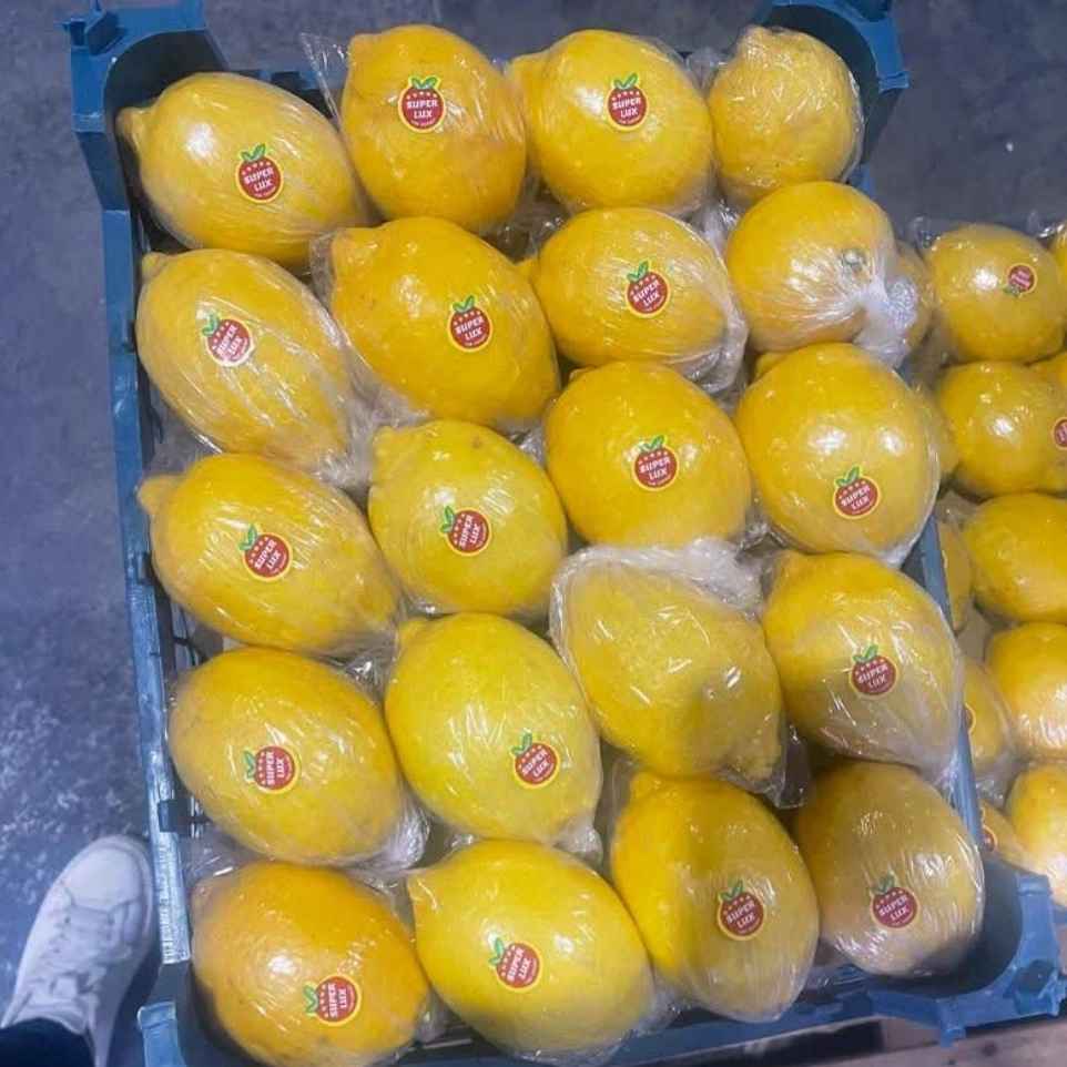 صادرات لیمو در تالش صادرات لیمو در تالش