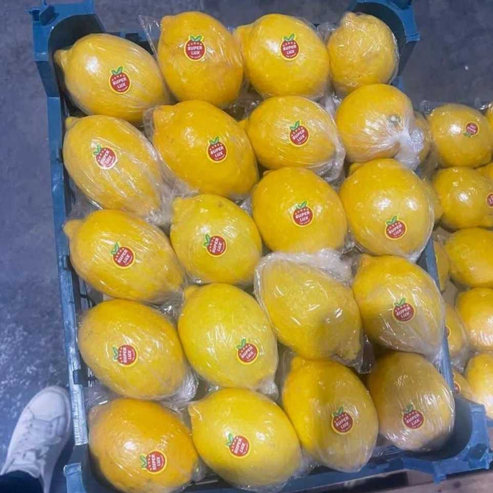 صادرات لیمو در تالش