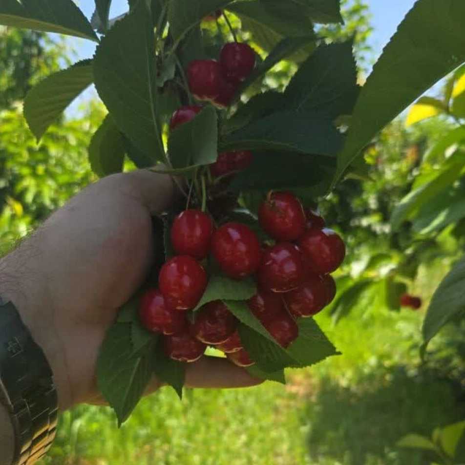 صادرات گیلاس در تالش
