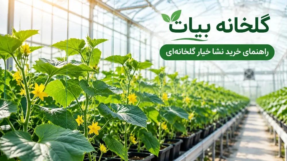 راهنمای خرید نشا خیار گلخانهای