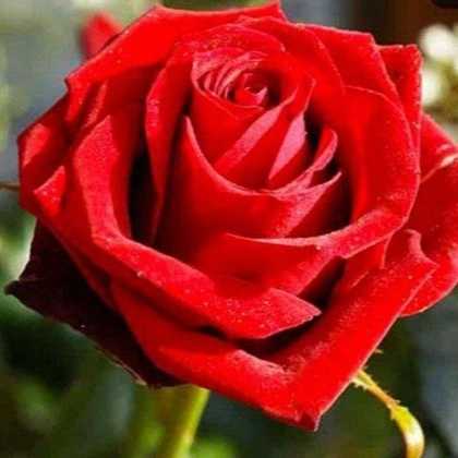 1699076841636.webp