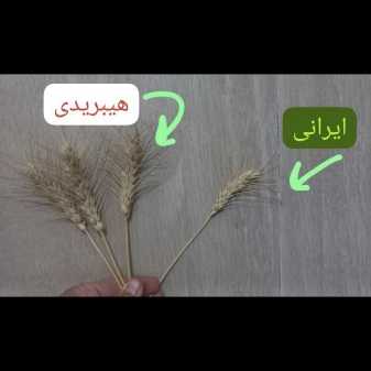 1721630447160.webp