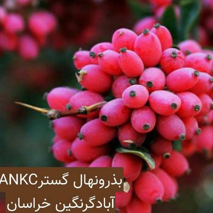 1734337765614.webp