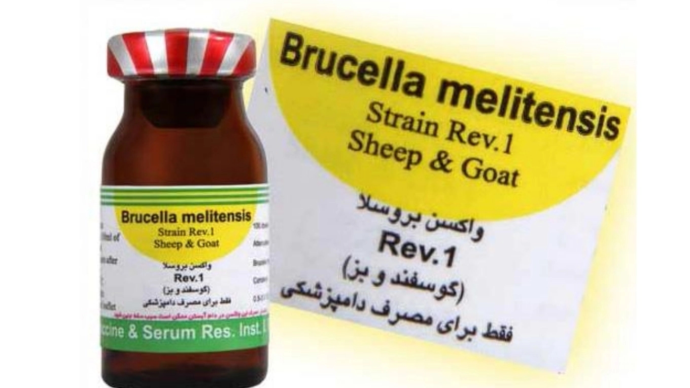 آشنایی با واکسن های دامی (واكسن بروسلوز گوسفند و بز (REV-1))