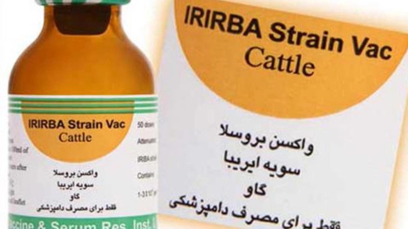 آشنایی با واکسن های دامی (واكسن بروسلوز گوساله ايريبا (51 RB))