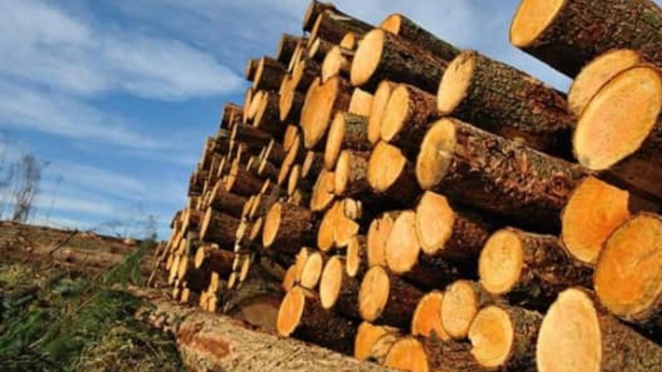 صنعت چوب و ۲ روش فرآوری چوب