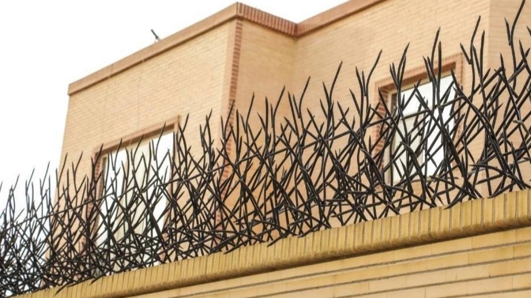 حفاظ شاخ گوزنی