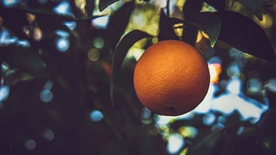 عجیب ترین خواص پرتقال