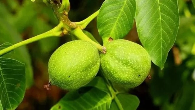 مهم ترین ویژگی و نحوه کاشت نهال گردو ژنوتیپ