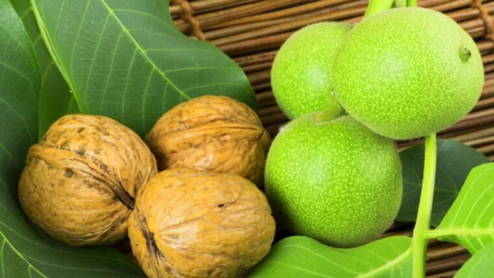 مهم ترین ویژگی و نحوه کاشت نهال گردو ژنوتیپ