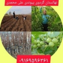 نهالستان گردوی پیوندی نازنین در دشت الشتر