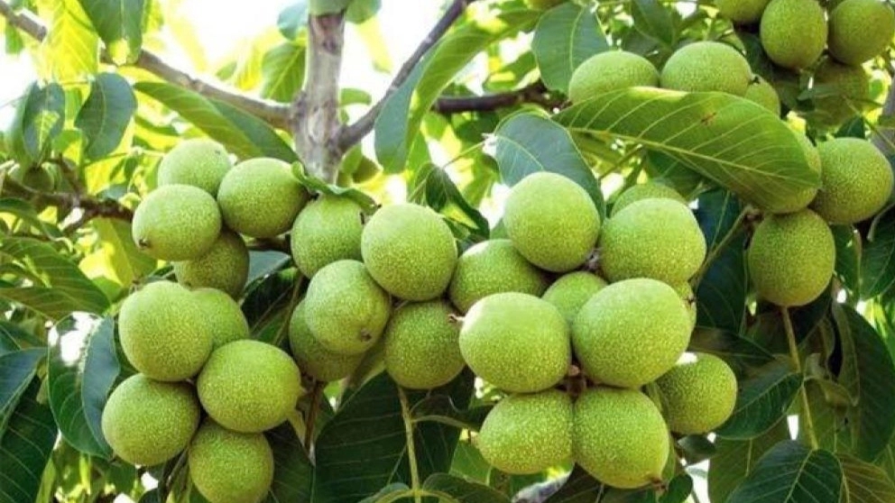 نهالستان گردوی پیوندی نازنین در دشت الشتر