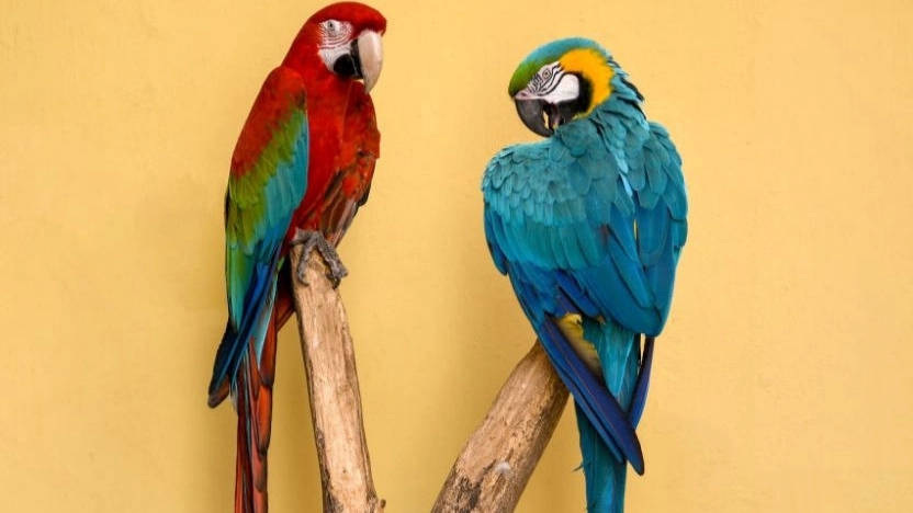 نکات ایمنی برای نگهداری طوطی