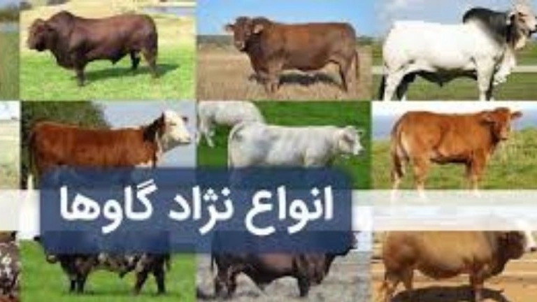 فروش گاو و گوساله سیمینتال هولشتاین دورگه میکاییل کمی در بندر ترکمن