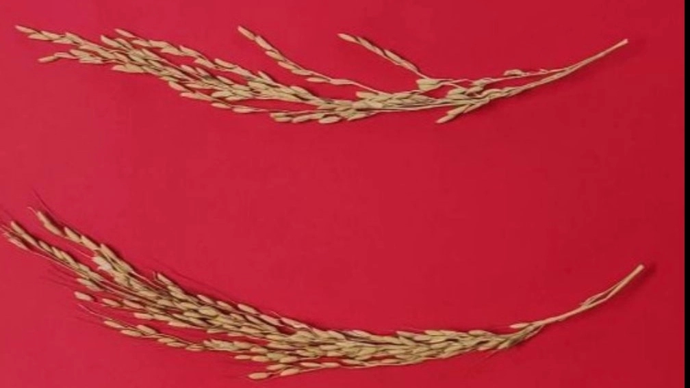 تاثیر کود ارگانیک کشاورزی سنا